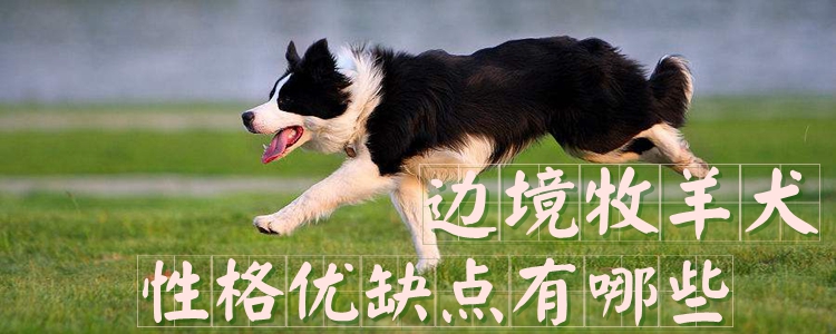 边境牧羊犬性格优缺点有哪些