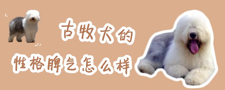 古牧犬的性格脾气怎么样