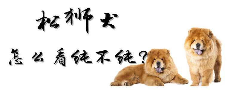 松狮犬怎么看纯不纯