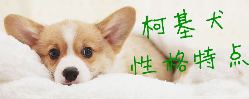 柯基犬性格特点