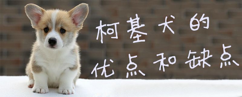 柯基犬的优点和缺点