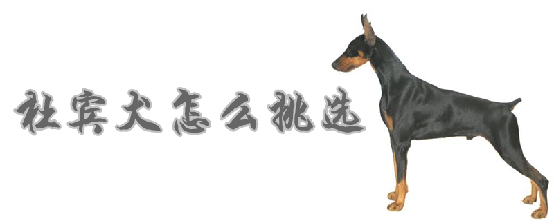 杜宾犬怎么挑选