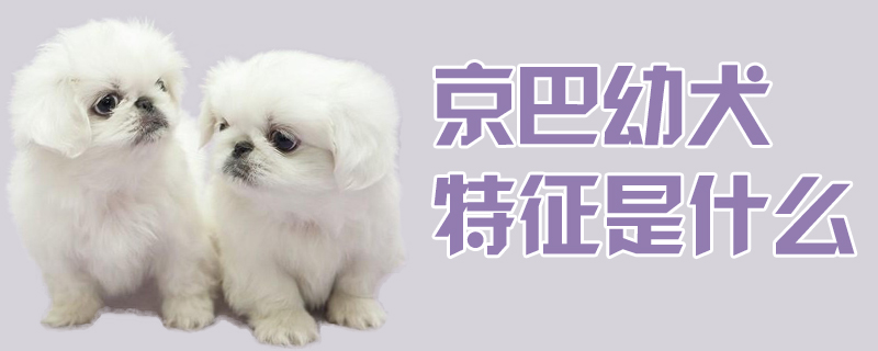 京巴幼犬特征是什么