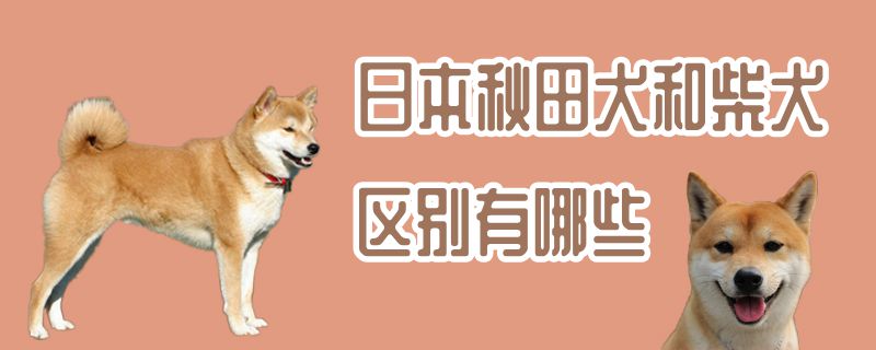 日本秋田犬和柴犬区别有哪些