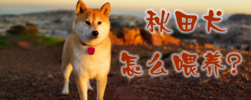 秋田犬怎么喂养