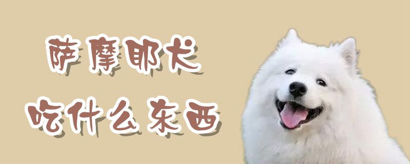 萨摩耶犬吃什么东西