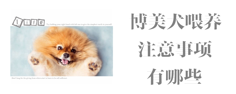 博美犬喂养注意事项有哪些