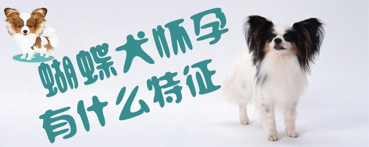 蝴蝶犬怀孕有什么特征1