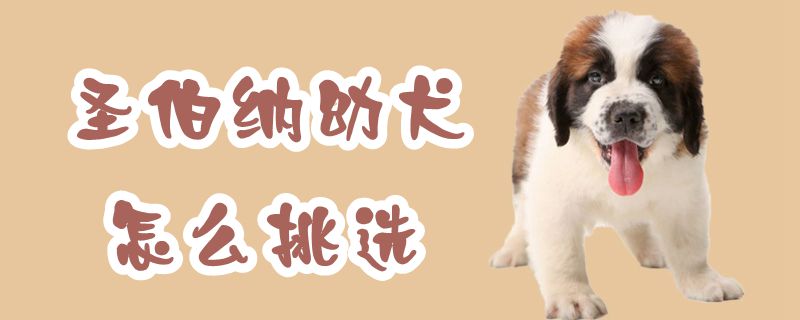 圣伯纳幼犬怎么挑选