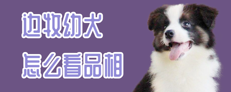 边牧幼犬怎么看品相