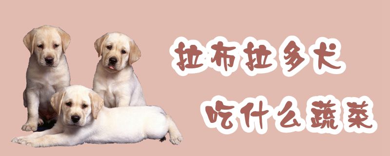 拉布拉多犬吃什么蔬菜