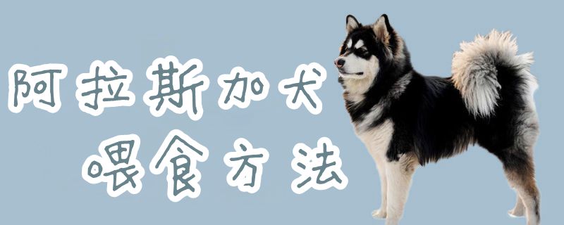 阿拉斯加犬喂食方法1