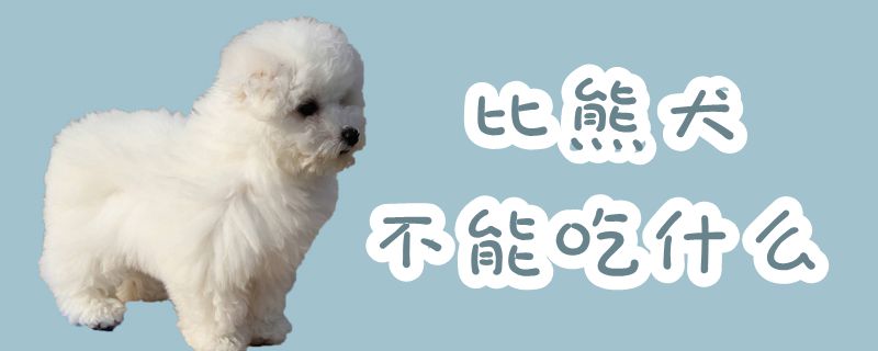 比熊犬不能吃什么