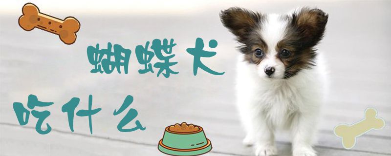 蝴蝶犬吃什么1