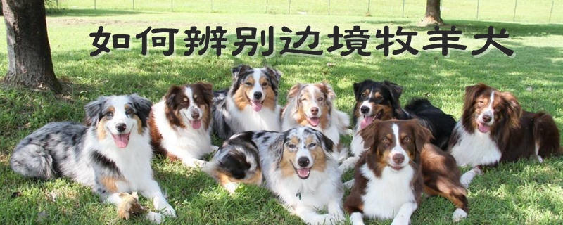 如何辨别边境牧羊犬