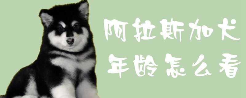 阿拉斯加犬年龄怎么看1