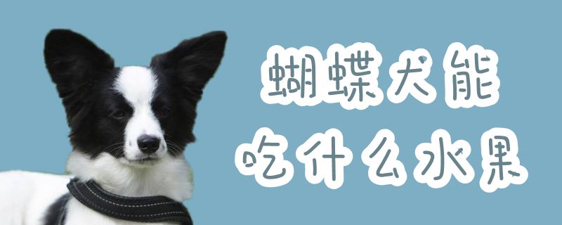 蝴蝶犬能吃什么水果