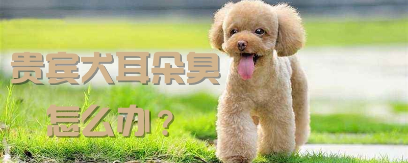 贵宾犬耳朵臭怎么办