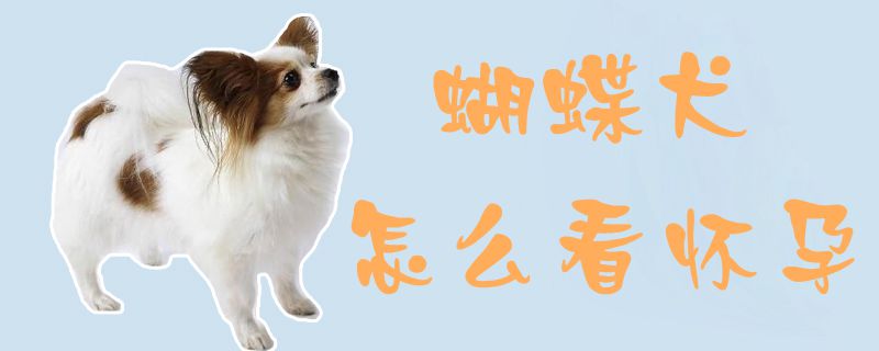 蝴蝶犬怎么看怀孕1