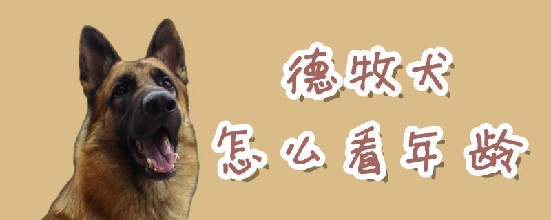 德牧犬怎么看年龄