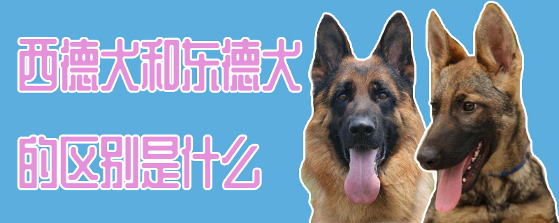 西德犬和东德犬的区别是什么