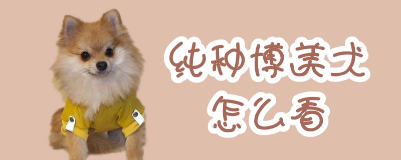 纯种博美犬怎么看