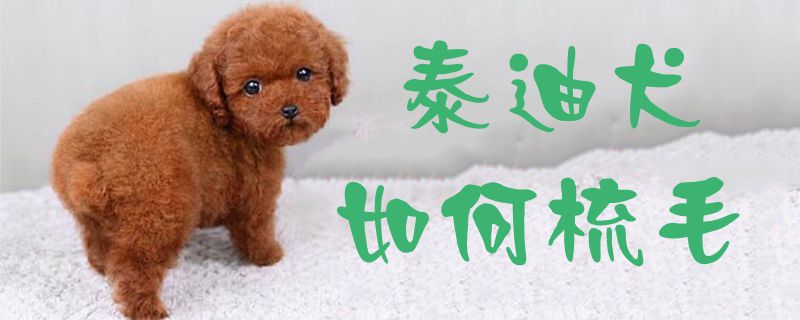 泰迪犬如何梳毛1