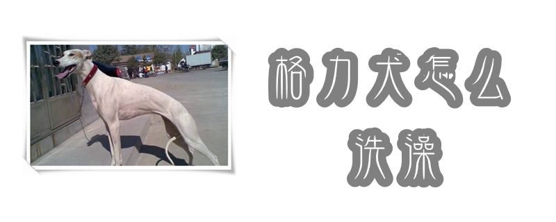 格力犬怎么洗澡