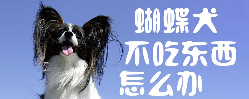 蝴蝶犬不吃东西怎么办1