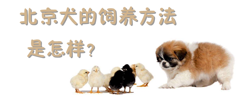 北京犬的饲养方法是怎样
