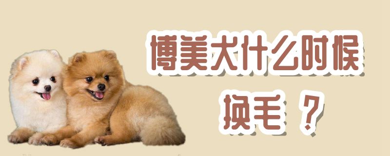 博美犬什么时候换毛