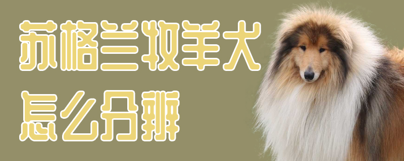 苏格兰牧羊犬怎么分辨