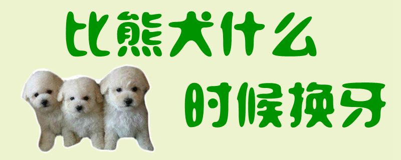 比熊犬什么时候换牙1