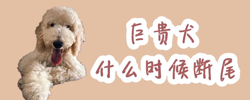 巨贵犬什么时候断尾