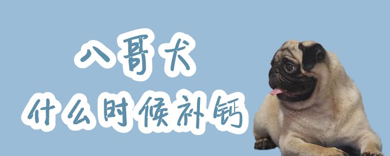 八哥犬什么时候补钙