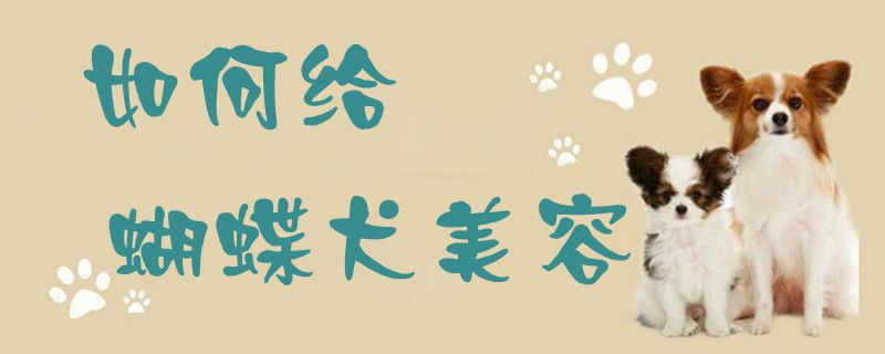 如何给蝴蝶犬美容1