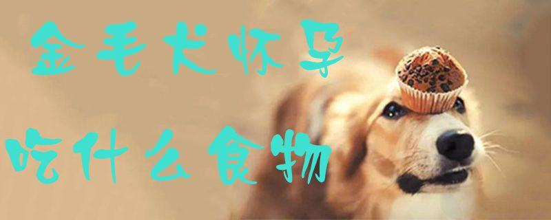 金毛犬怀孕吃什么食物1