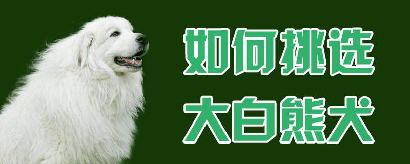 如何挑选大白熊犬