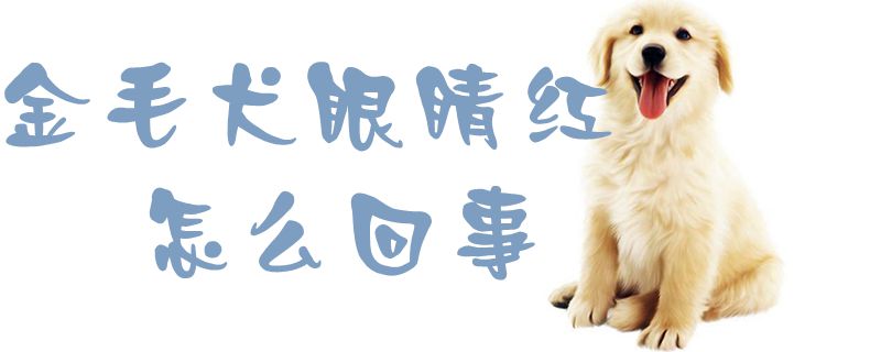 金毛犬眼睛红怎么回事1