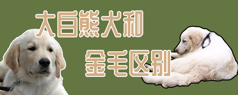 大白熊犬和金毛区别