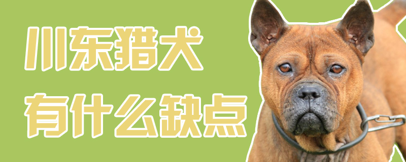 川东猎犬有什么缺点