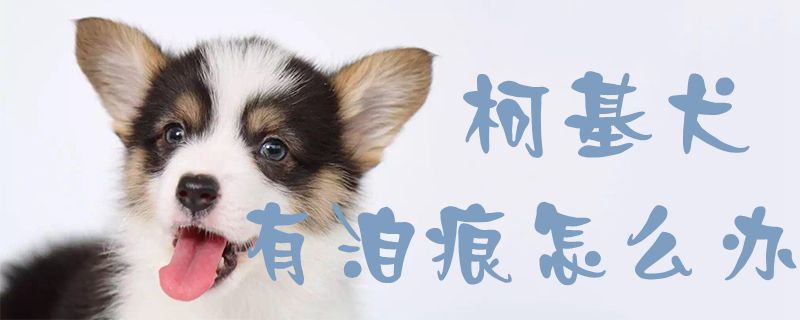 柯基犬有泪痕怎么办1