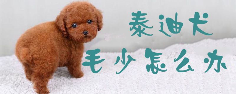 泰迪犬毛少怎么办1