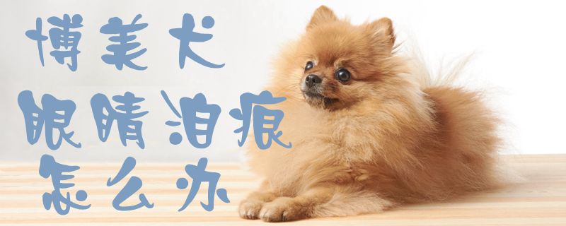 博美犬眼睛泪痕怎么办1