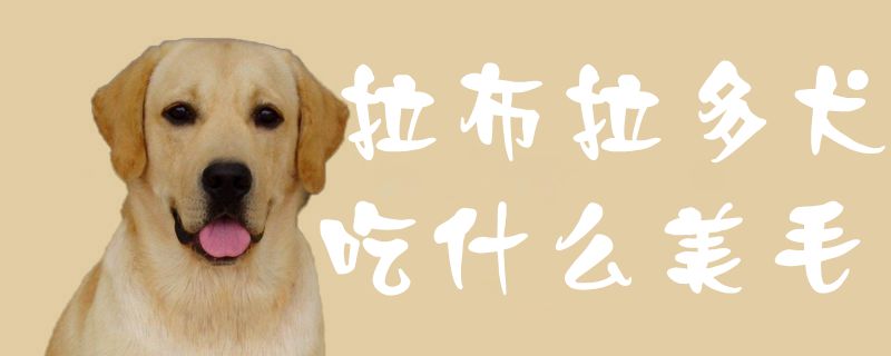 拉布拉多犬吃什么美毛1