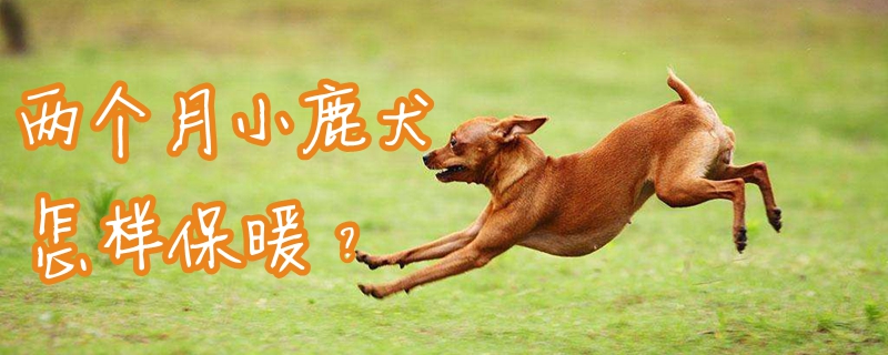 两个月小鹿犬怎样保暖