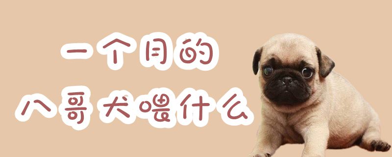 一个月的八哥犬喂什么