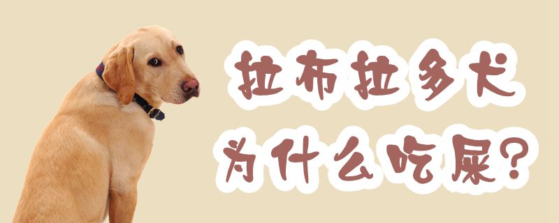 拉布拉多犬为什么吃屎