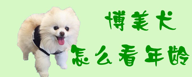 博美犬怎么看年龄1