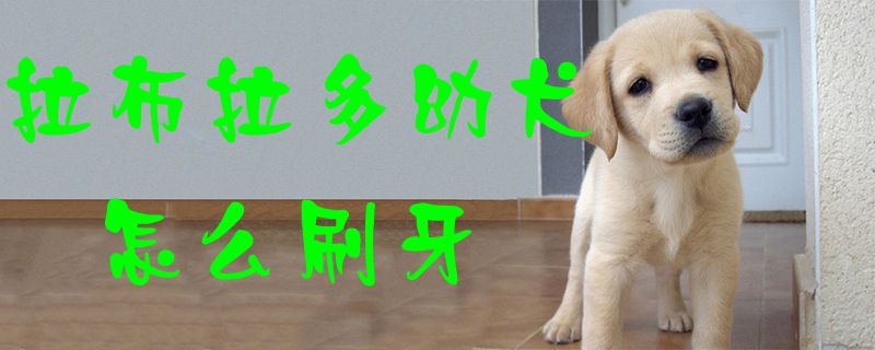 拉布拉多幼犬怎么刷牙1